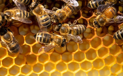 National Honey Bee Day!