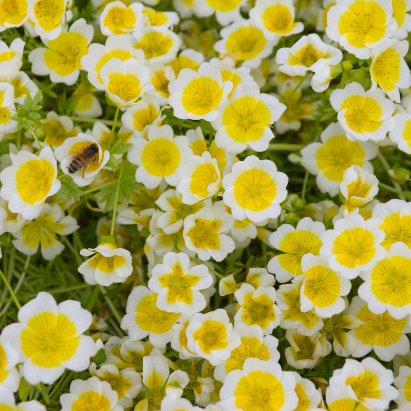 Meadow Foam Local Raw Honey - Naturacentric