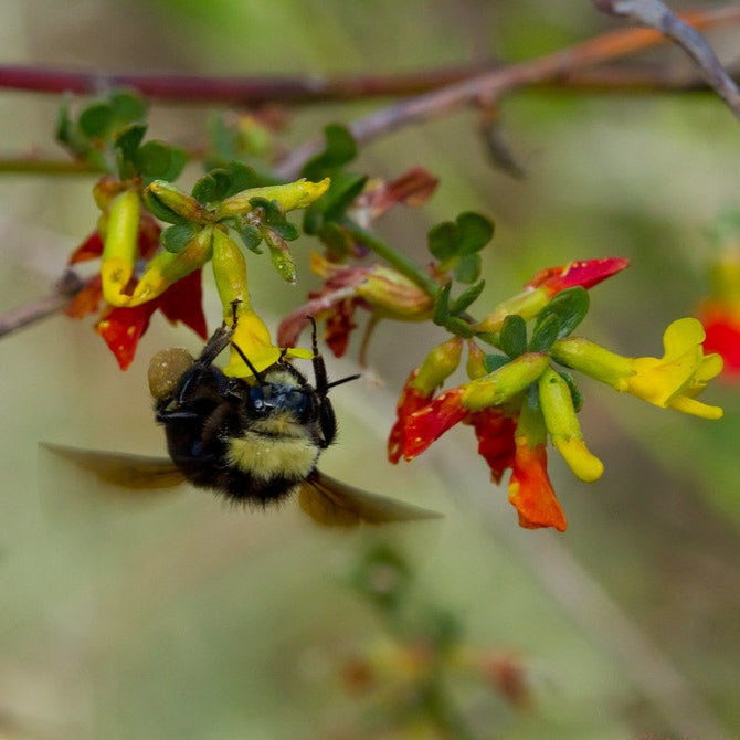 Lotus Blossom Local Raw Honey - Naturacentric