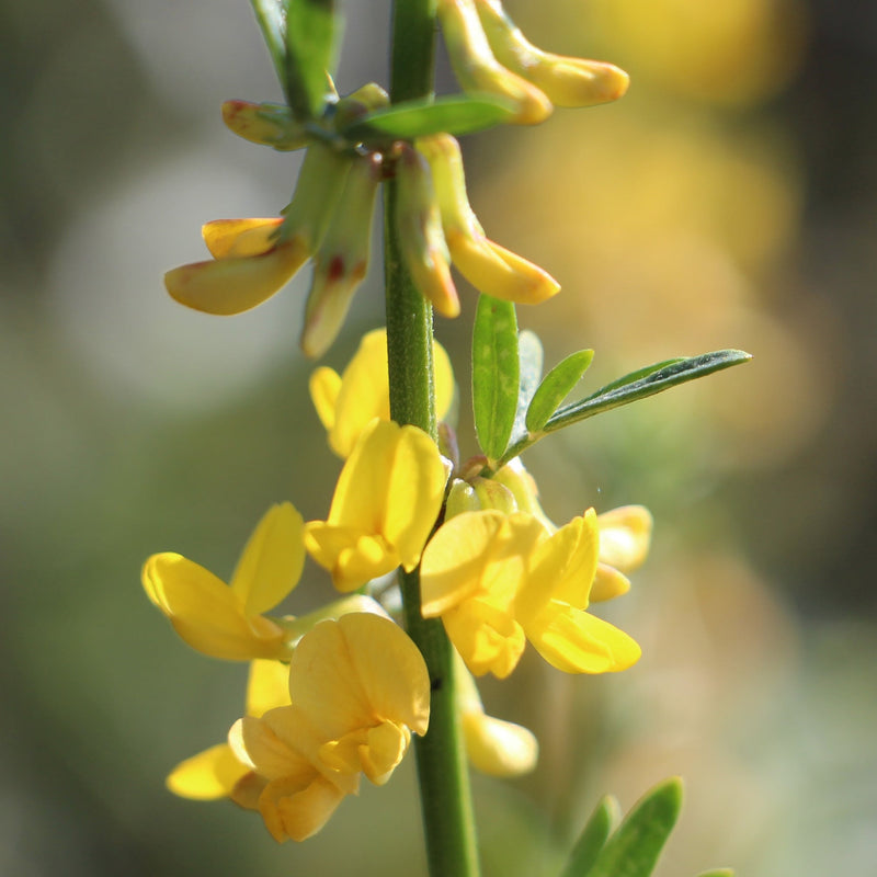 Lotus Blossom Local Raw Honey - Naturacentric