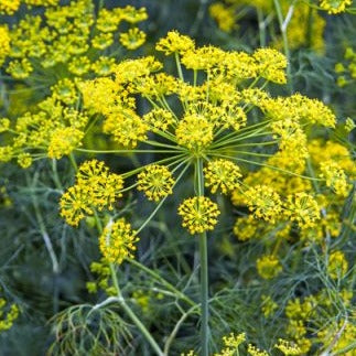 Wild Fennel Local Raw Honey - Naturacentric