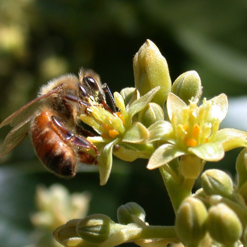 Avocado Local Raw Honey - Naturacentric