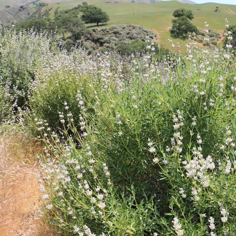 Mountain Sage Local Raw Honey - Naturacentric