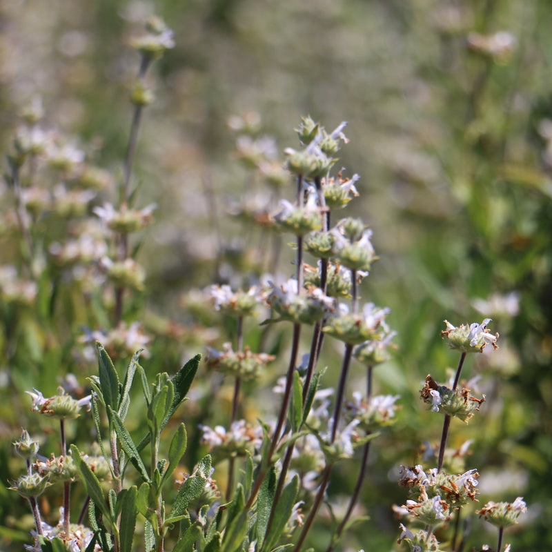 Mountain Sage Local Raw Honey - Naturacentric