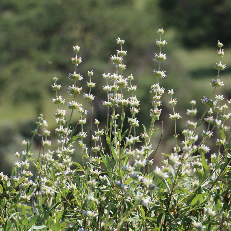 Mountain Sage Local Raw Honey - Naturacentric