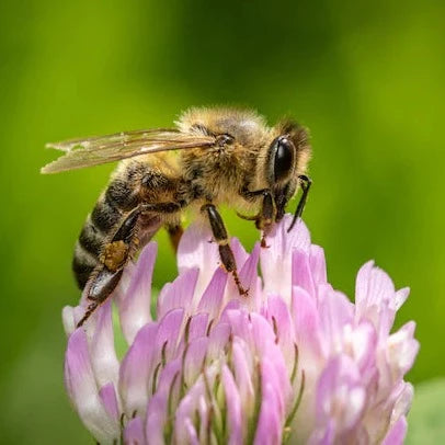 Red Clover Local Raw Honey - Naturacentric