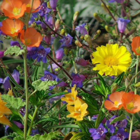 Wild Flower Local Raw Honey - Naturacentric