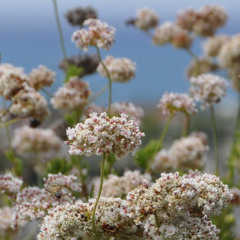 Wild Buckwheat Local Raw Honey - Naturacentric
