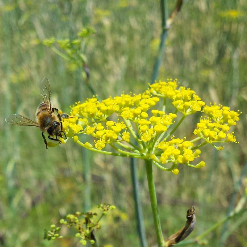 Wild Fennel Local Raw Honey - Naturacentric