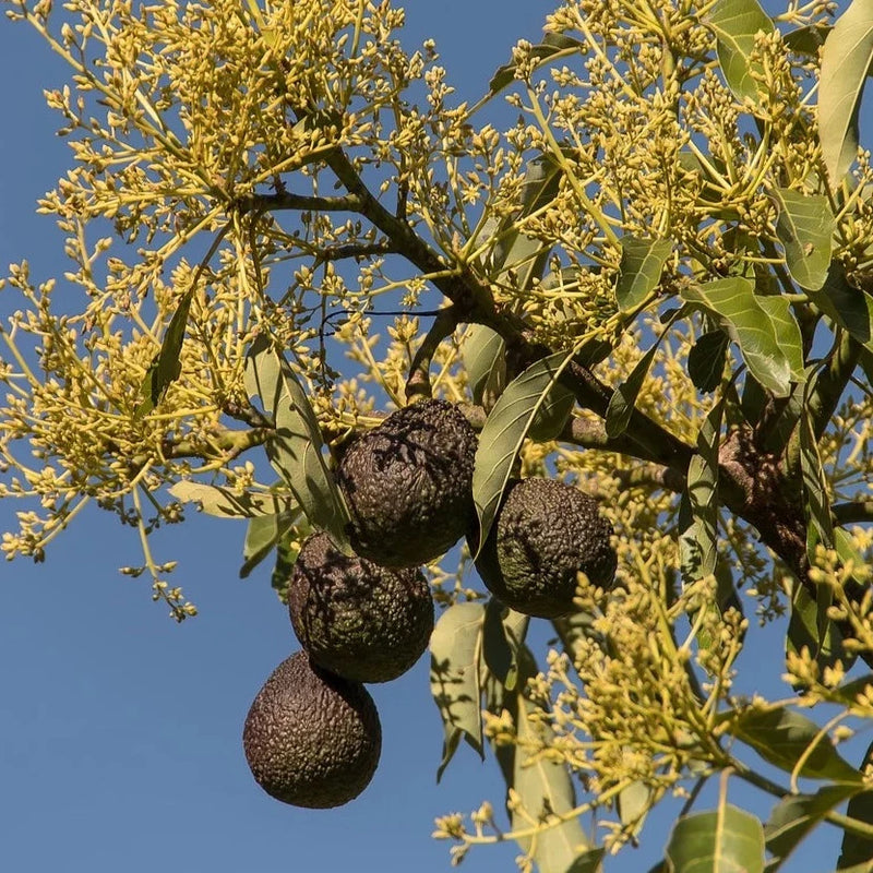 Avocado Local Raw Honey - Naturacentric