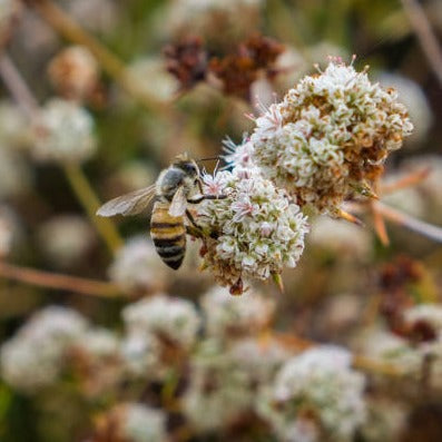 Wild Buckwheat Local Raw Honey - Naturacentric