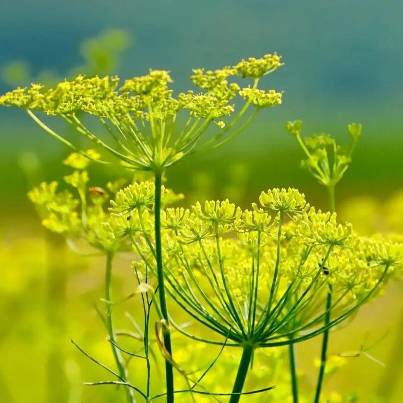 Wild Fennel Local Raw Honey - Naturacentric