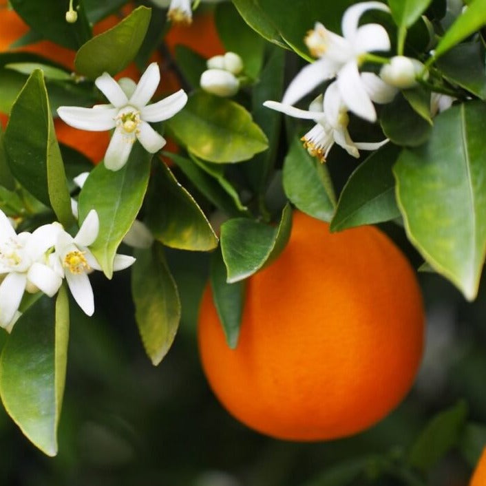 Orange Blossom Local Raw Honey - Naturacentric