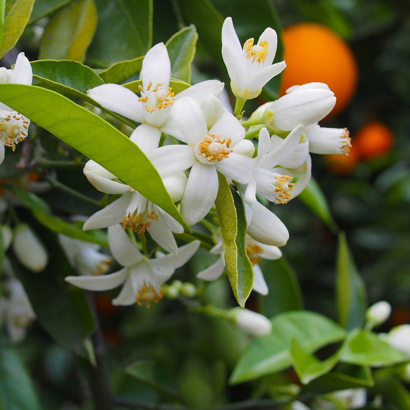 Orange Blossom Local Raw Honey - Naturacentric