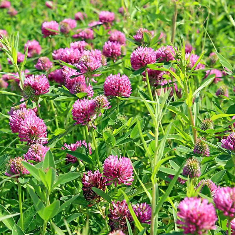 Red Clover Local Raw Honey - Naturacentric