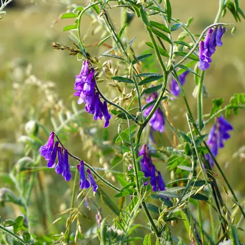 Vetch Flower Local Raw Honey - Naturacentric