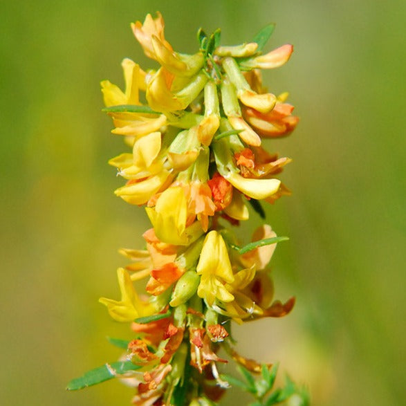 Lotus Blossom Local Raw Honey - Naturacentric