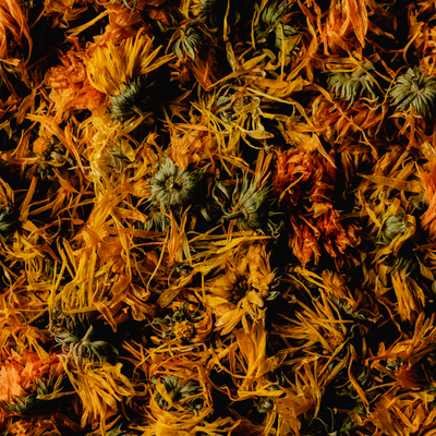 Harnessing the Power of Calendula: 10 Benefits Unveiled