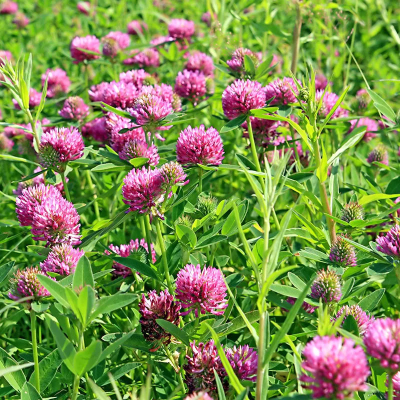 Red Clover Local Raw Honey - Naturacentric 